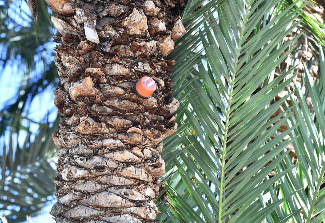 O kentte ağaçlara yerleştirilen cisimler endişelendirdi! Meğer önüne çıkan her şey yıkıp geçiyormuş 17